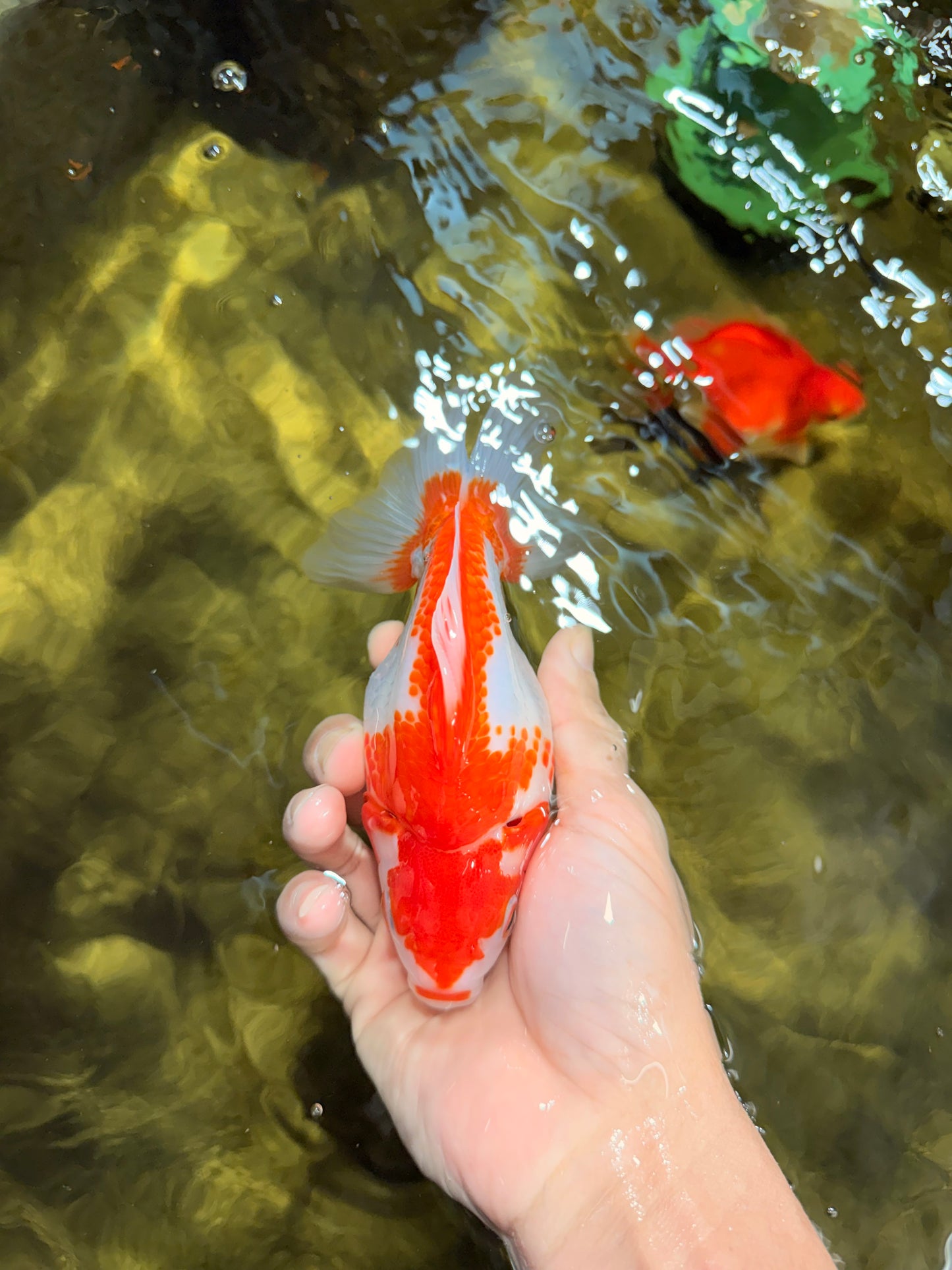 A Grade Red White Ryukin Female 5.5-6 inches #111425RK_06