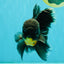 BATMAN AAA Grade Kirin Oranda Male 6.5 inches #080726OR_14
