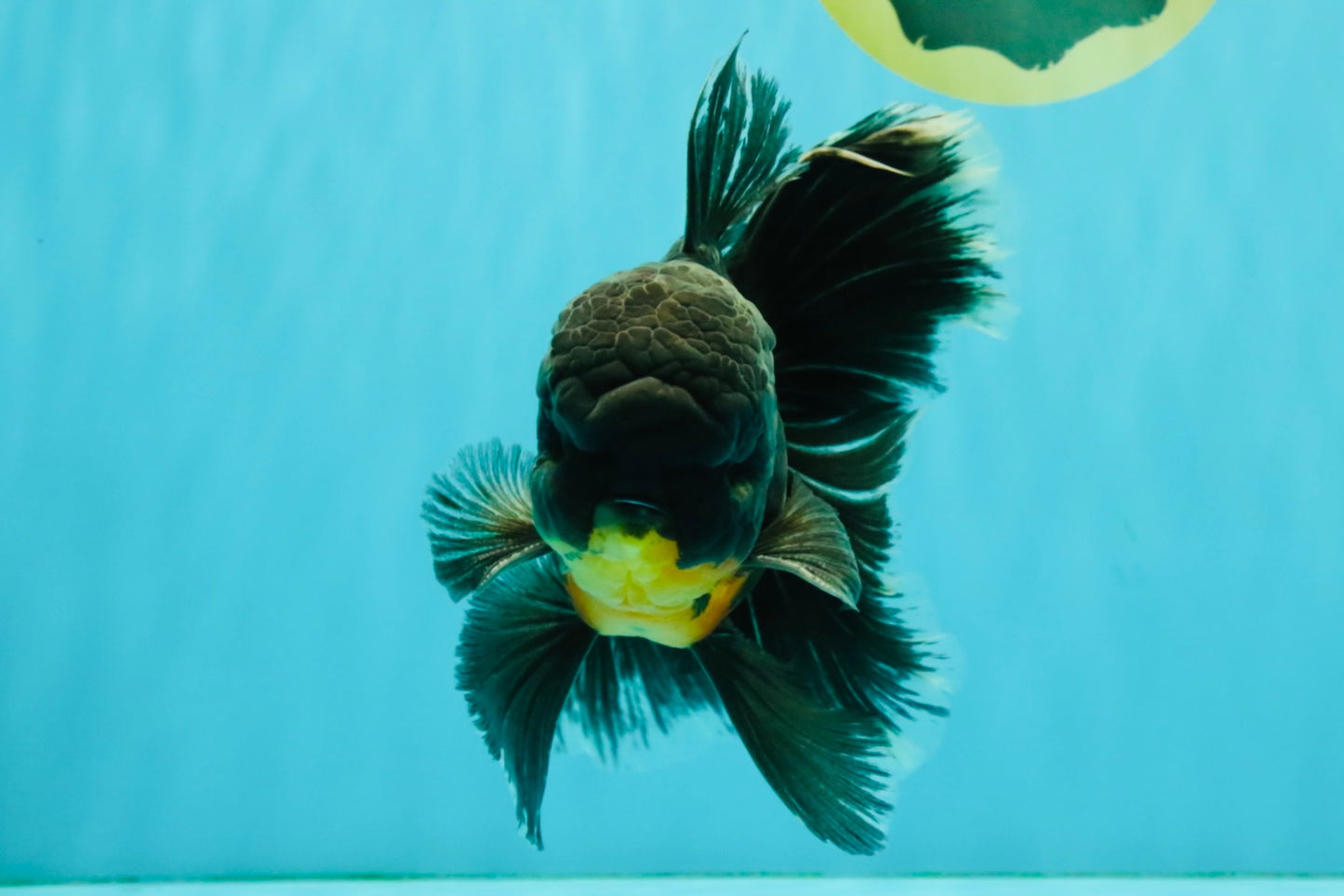 BATMAN AAA Grade Kirin Oranda Male 6.5 inches #080726OR_14