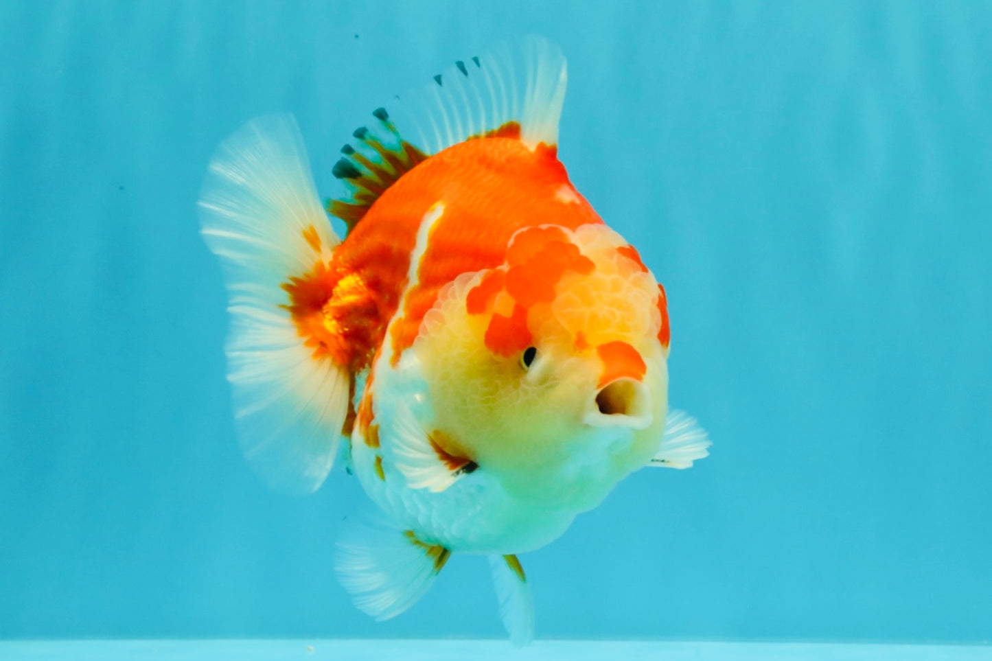 AAA Grade Godzilla Red White Yuanbao Male 5-5.5 inches #031326YB_20