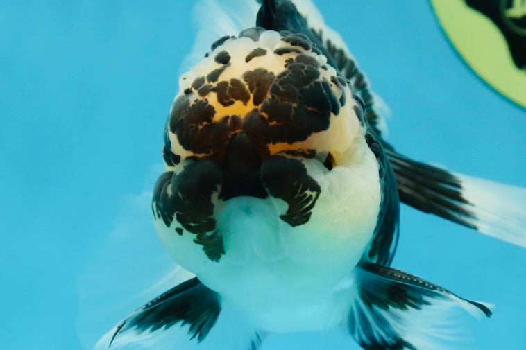 AAA Grade Panda Oranda Male 5 inches #051625OR_28