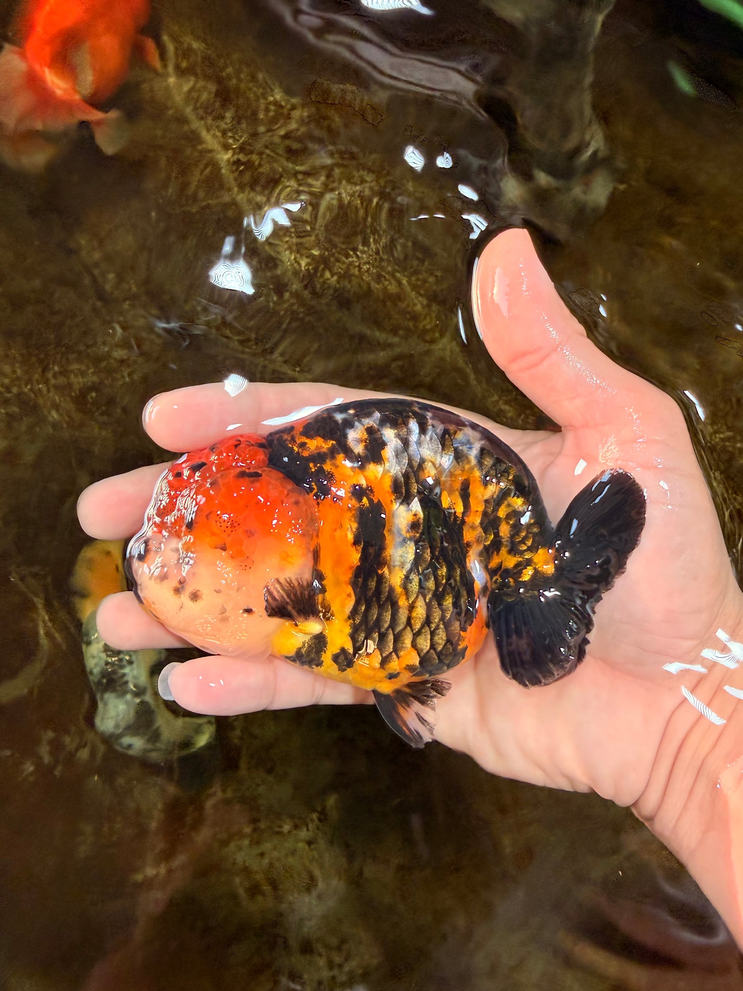 UNIQUE AAA Grade Chinese Red Head Ranchu Female 4.5-5 inches #101725RC_19