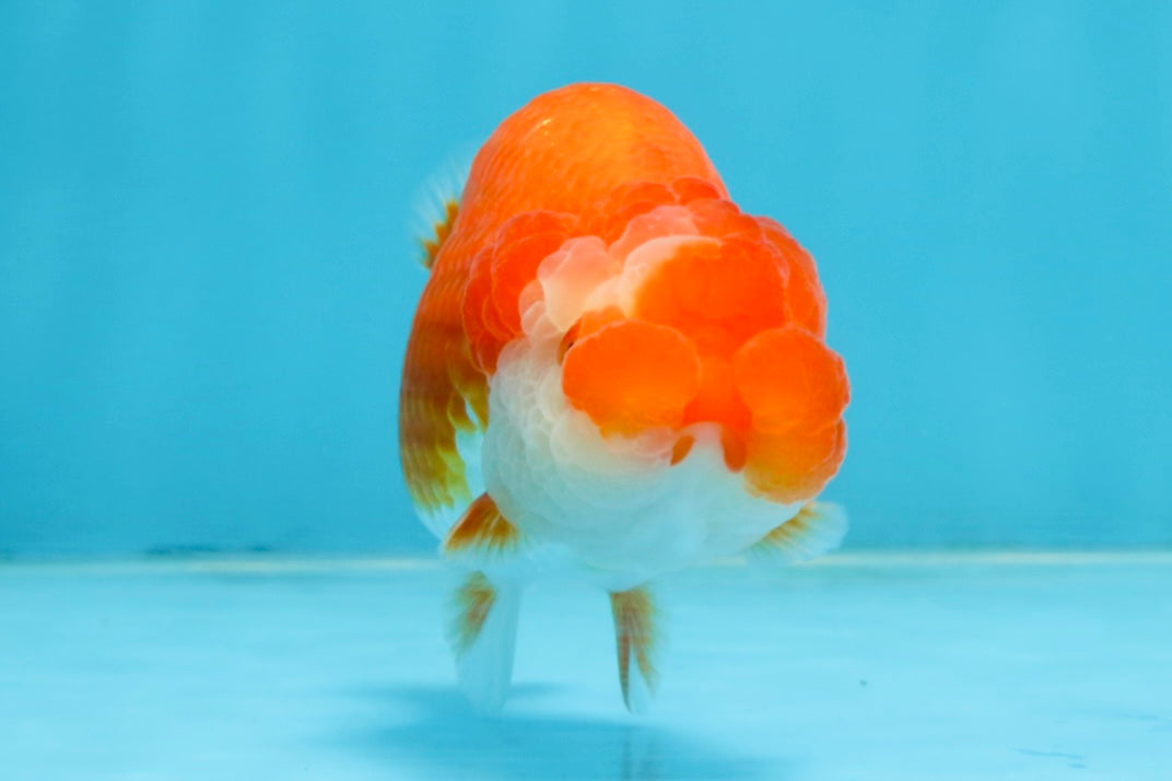 A Grade Red White LionQueen 4-4.5 inches #102425LC_17