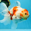 AAA Grade CHUNKY Sakura Oranda Female 6-6.5 inches #080825OR_15