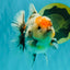 A Grade Calcio  Oranda Male 5 inches #080726OR_22