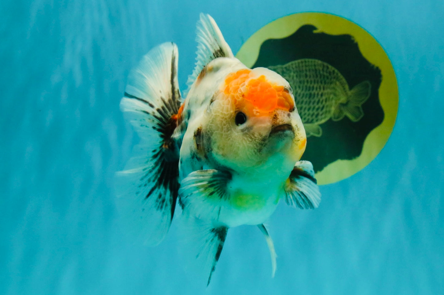 A Grade Calcio  Oranda Male 5 inches #080726OR_22