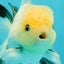 A Grade White Panda Oranda Male 4.5 inches #111524OR_25