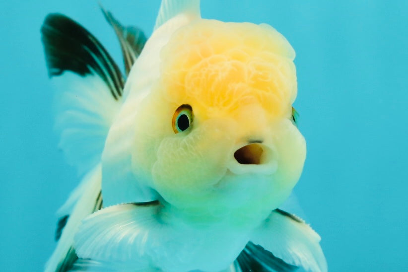 A Grade White Panda Oranda Male 4.5 inches #111524OR_25