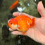 SUPER CUTE A Grade Red White LionQueen 4-4.5 inches #081426LC_16