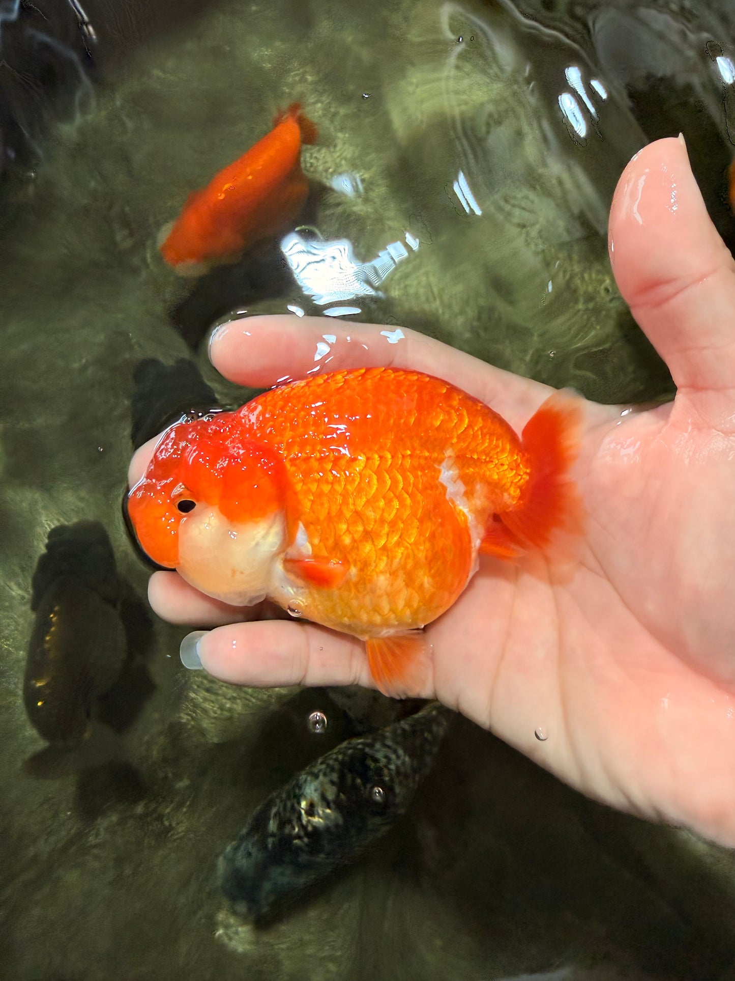 SUPER CUTE A Grade Red White LionQueen 4-4.5 inches #081426LC_16