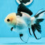 A Grade Panda Button Eyes Oranda Female 5.5 inches #0913OR_17