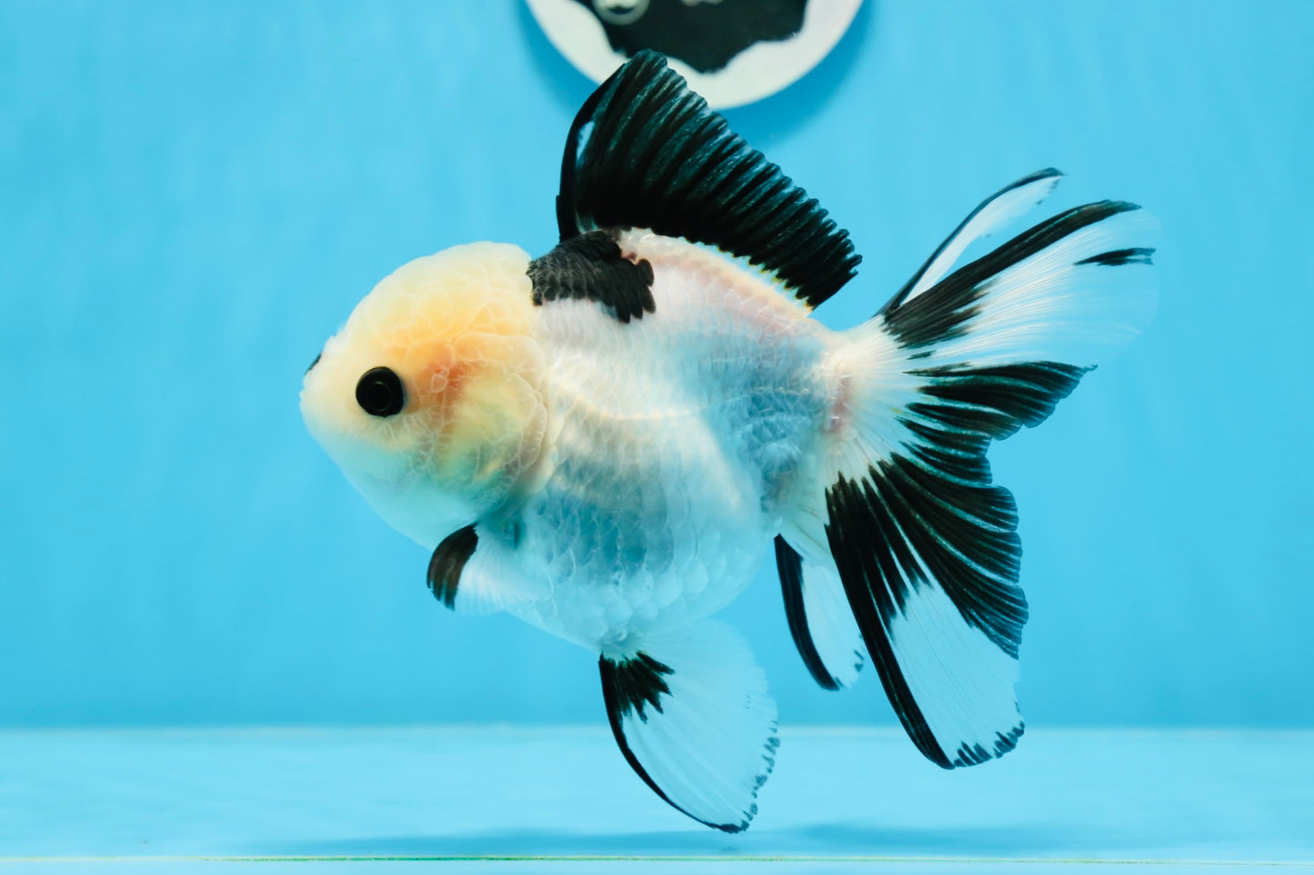 A Grade Panda Button Eyes Oranda Female 5.5 inches #0913OR_17