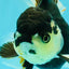 A Grade Tricolor Oranda Female 5.5 inches #081526OR_27