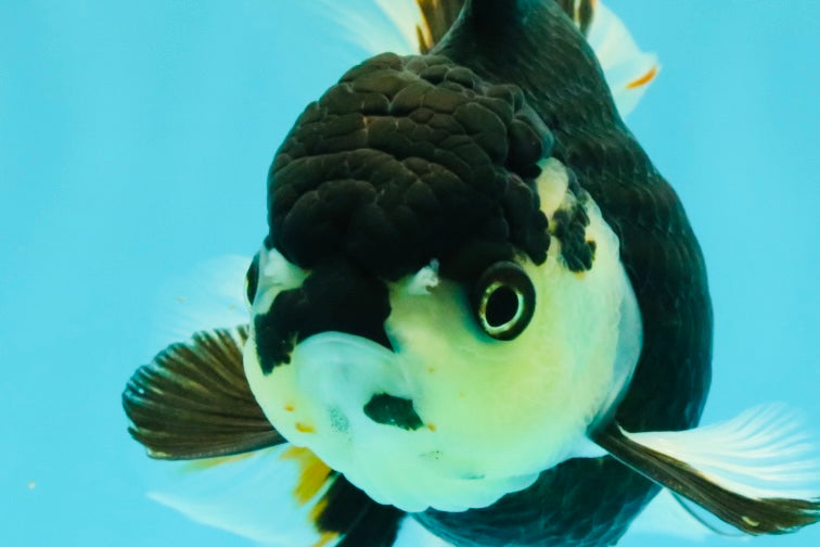 A Grade Tricolor Oranda Female 5.5 inches #081526OR_27