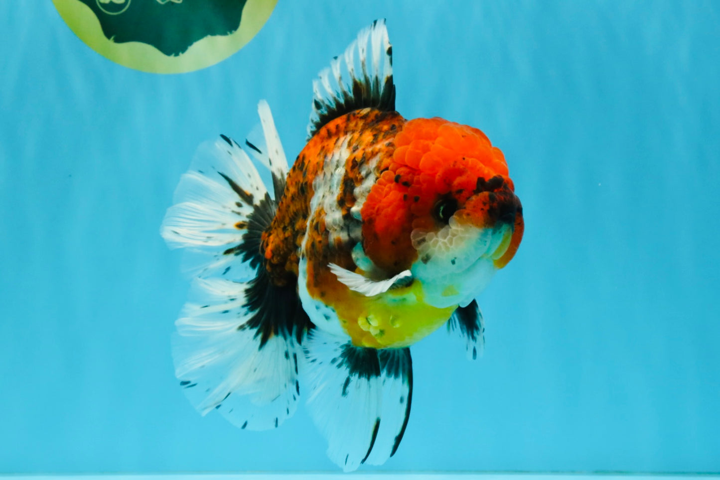 JUMBO A Grade Calico Oranda Male 6-6.5 inches #040326OR_21