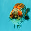 A Grade Calico Ranchu Male 5.5-6 inches #101626RC_25