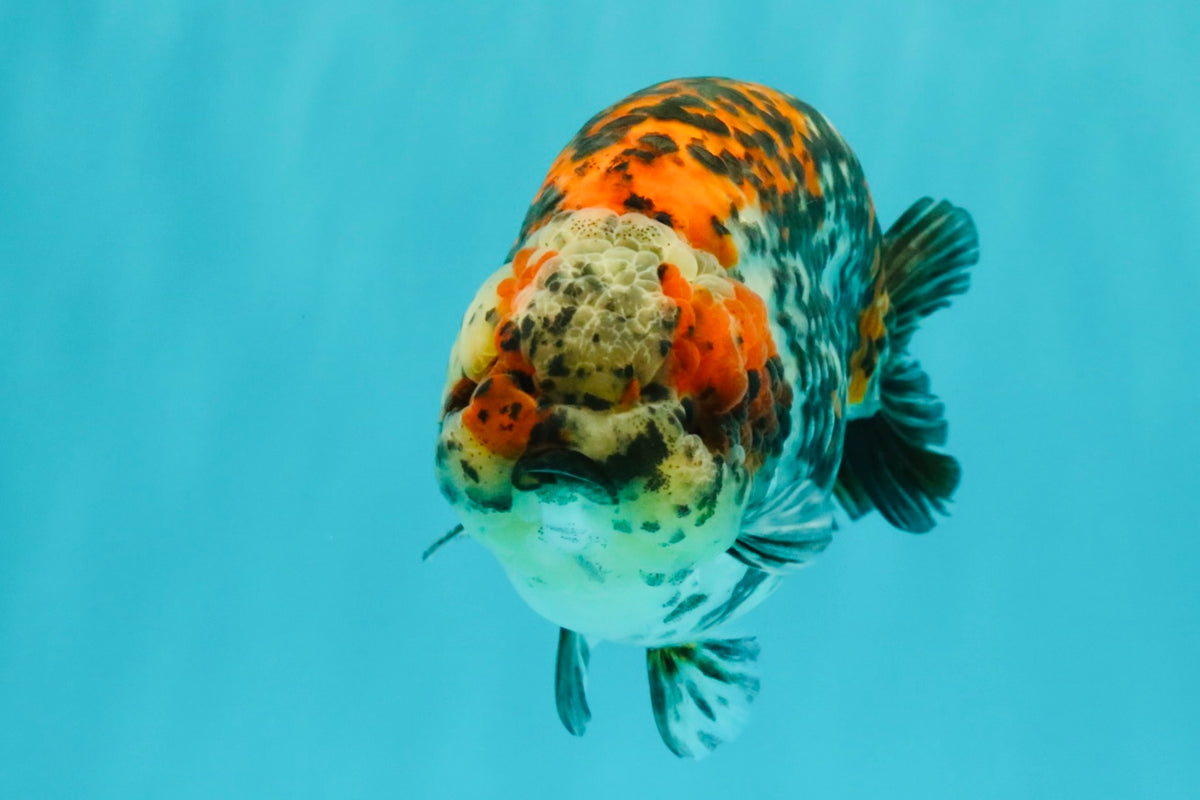 A Grade Calico Ranchu Male 5.5-6 inches #101626RC_25