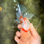 A Grade Red White Oranda Male 5.5 inches #102326OR_16