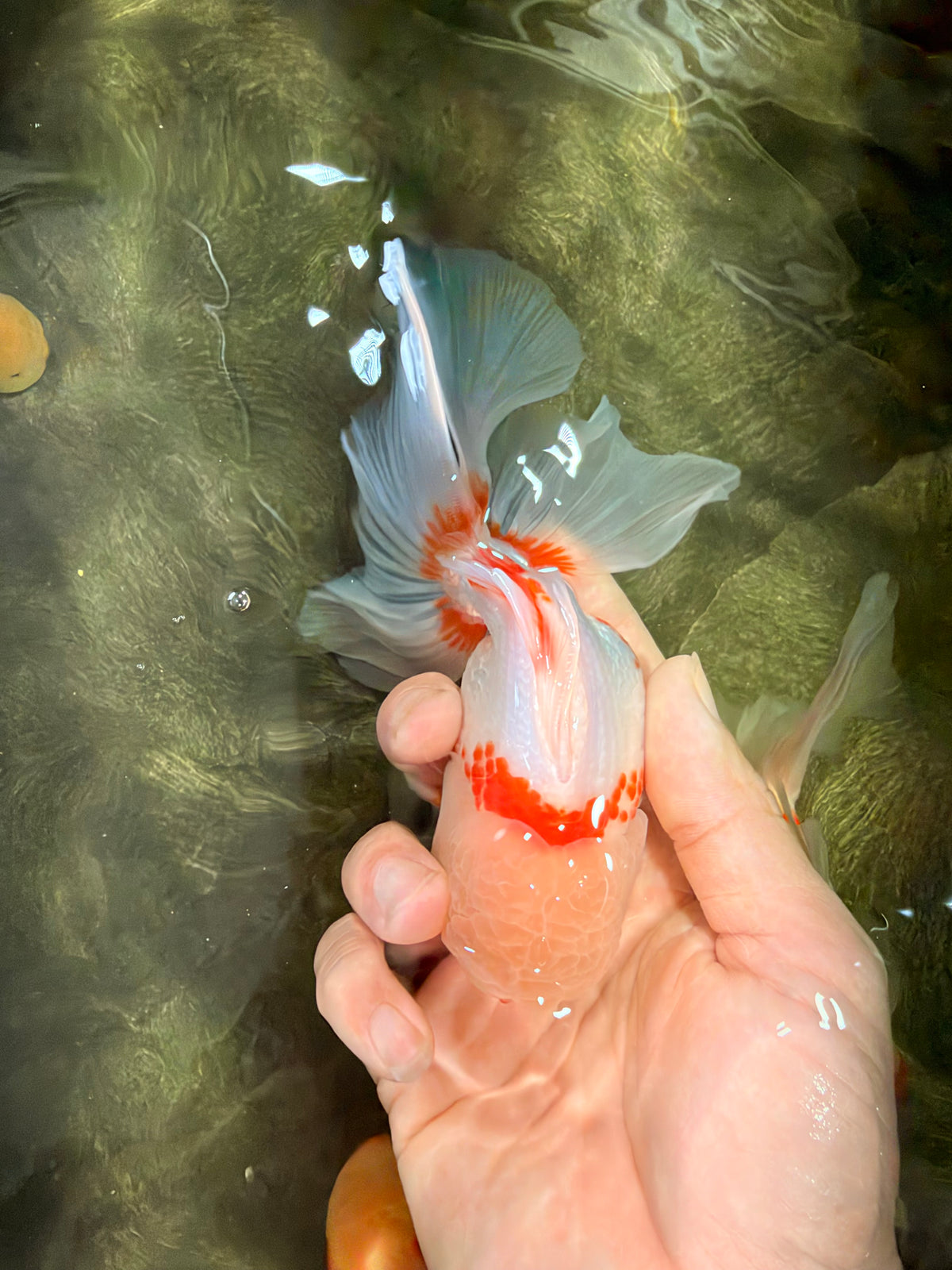 A Grade Red White Oranda Male 5.5 inches #102326OR_16