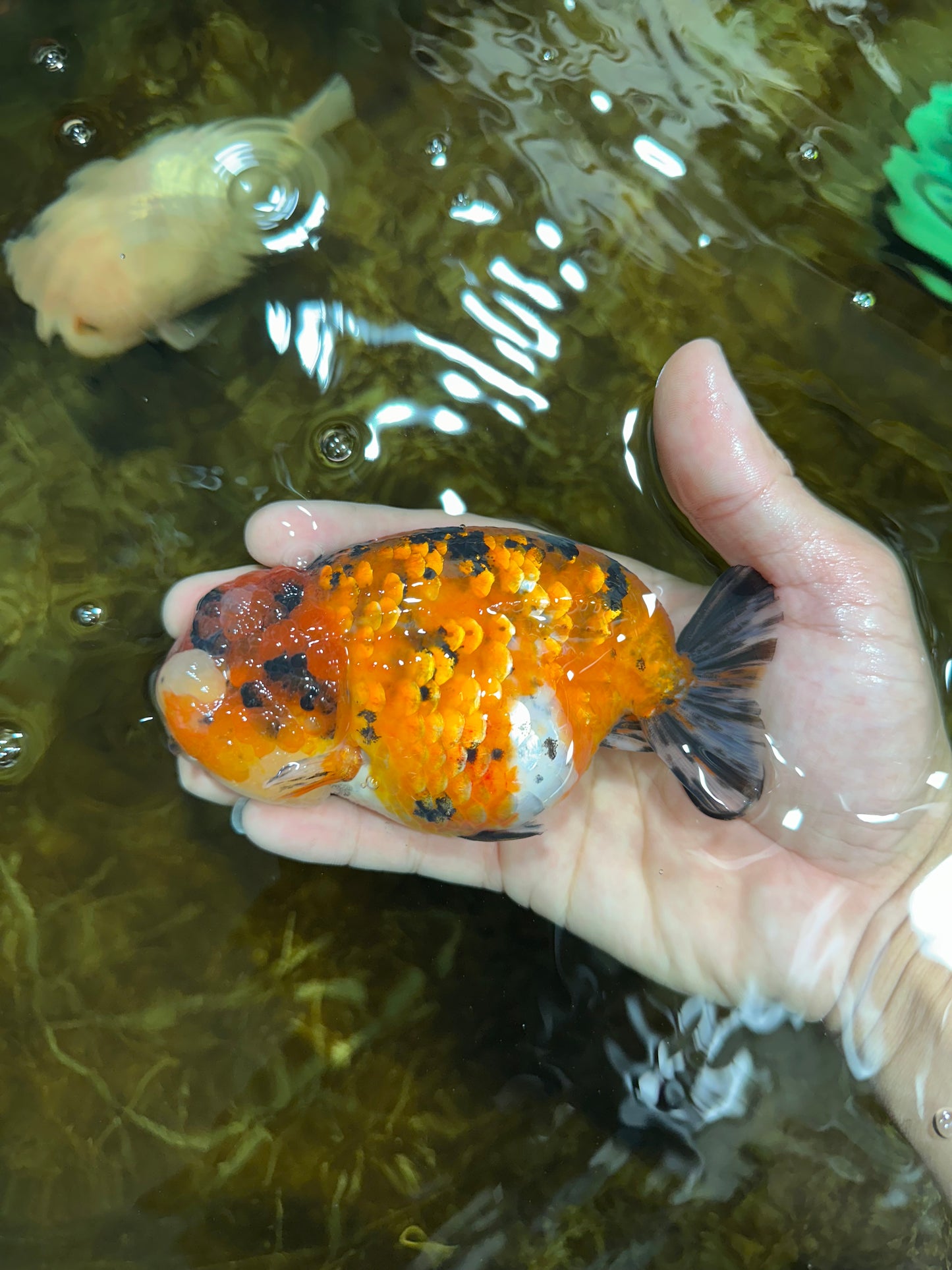 AAA Grade ADORABLE Tiger LionQueen 5 inches #082925LC_01