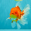 AAA Grade Red White Oranda Male 5.5 inches #072426OR_12