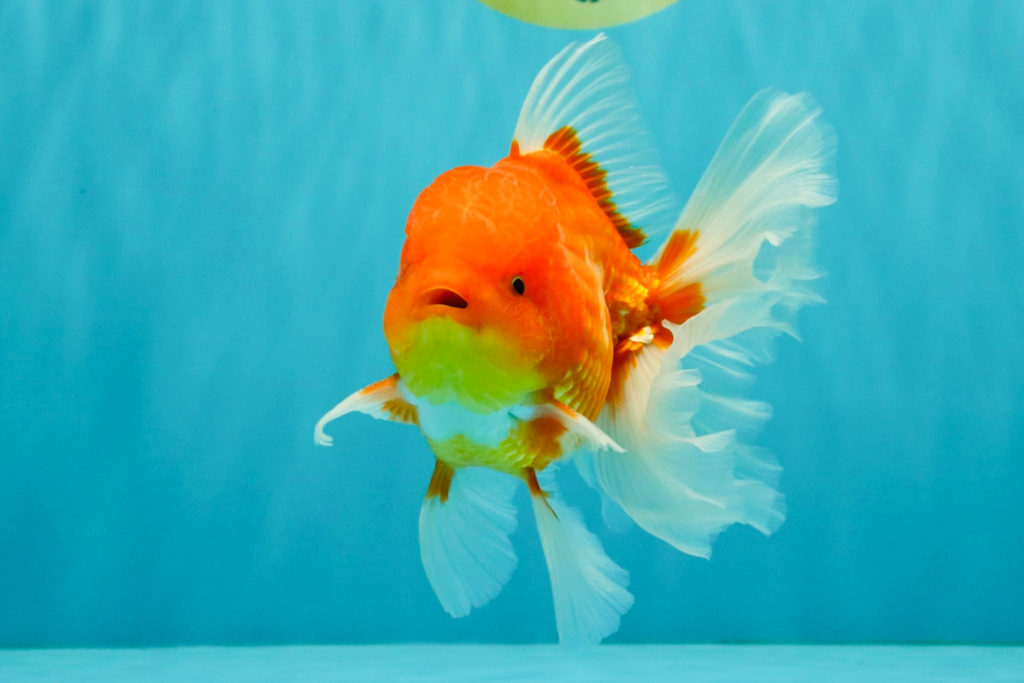 AAA Grade Red White Oranda Male 5.5 inches #072426OR_12