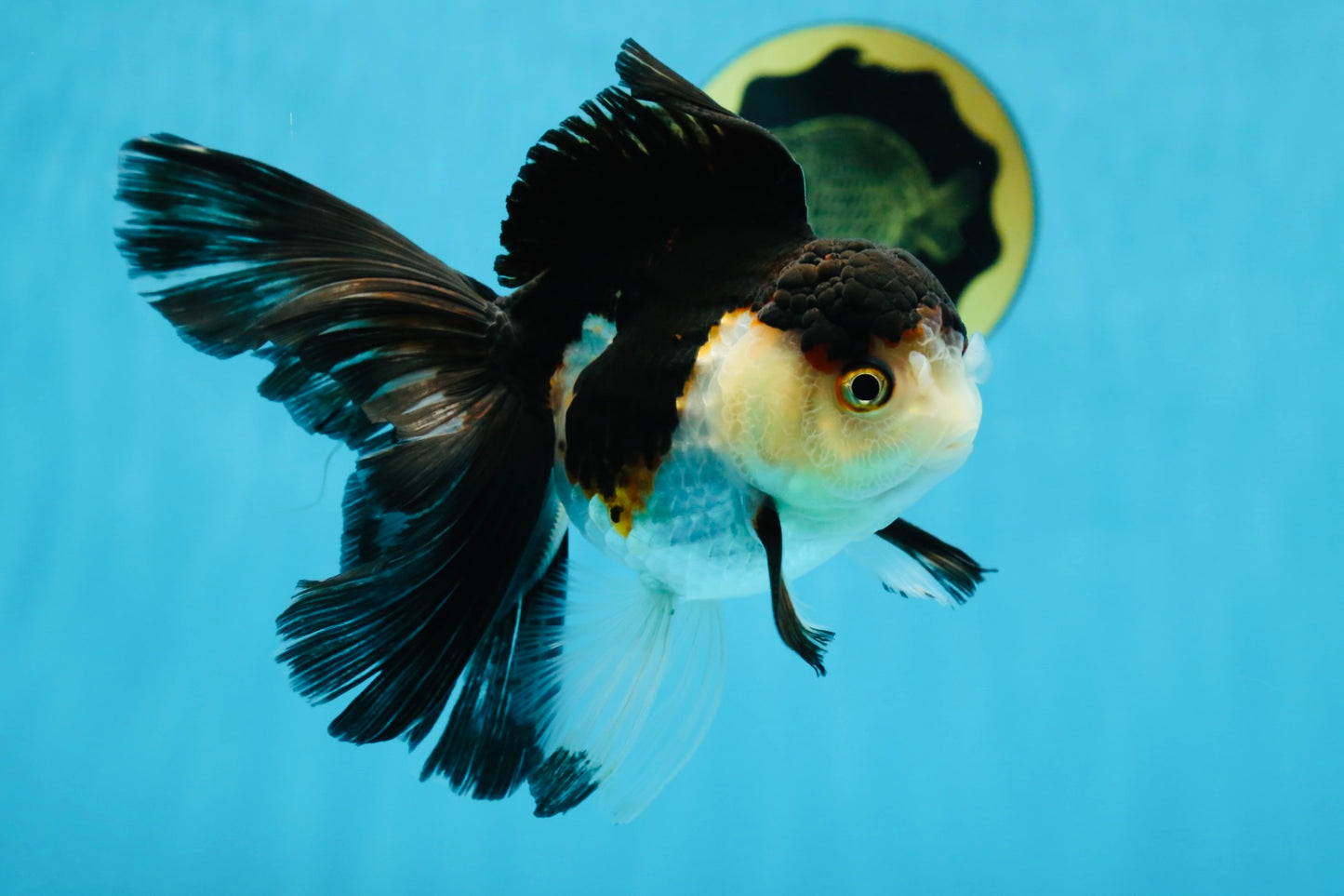 A Grade Tricolor Oranda Female 5-5.5 inches #070425OR_21