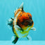 AAA Grade Calico Tiger Yuanbao Male 4.5 inches #100226YB_07