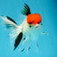 A Grade Red Cap Tricolor Oranda Male 4.5 inches #120624OR_02