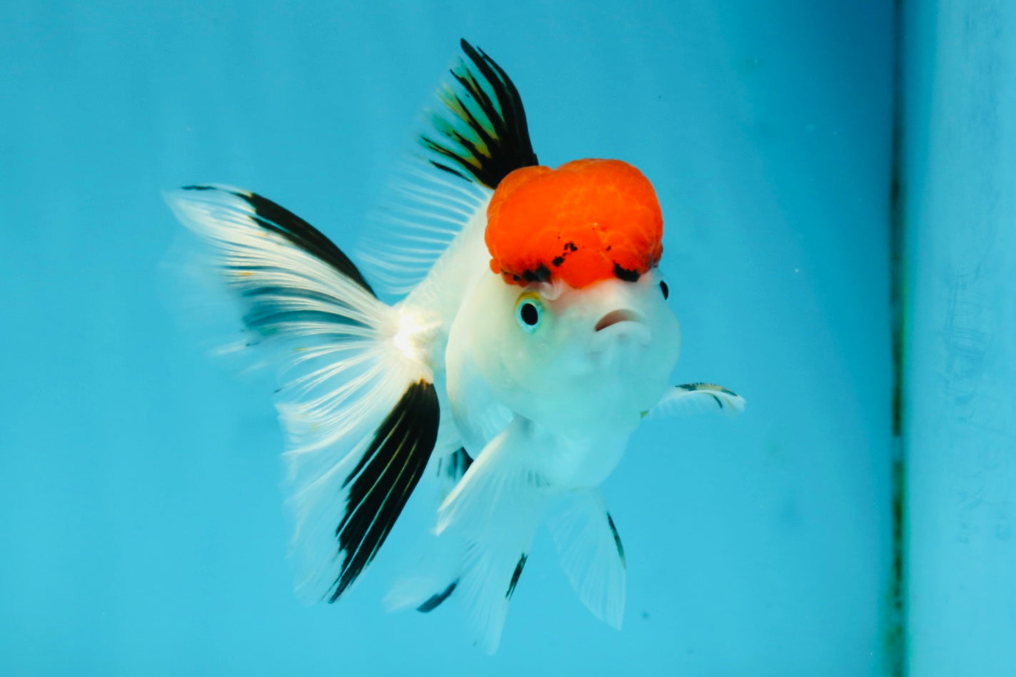 A Grade Red Cap Tricolor Oranda Male 4.5 inches #120624OR_02