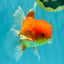 A Grade Red White Oranda Male 6 inches #081426OR_13