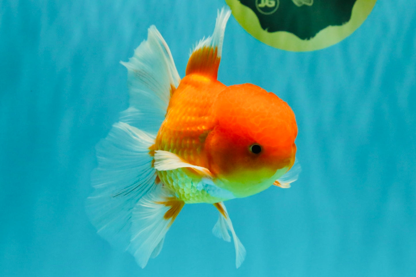 A Grade Red White Oranda Male 6 inches #081426OR_13