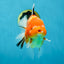 A Grade Sakura Oranda Female 6-6.5 inches #060625OR_11