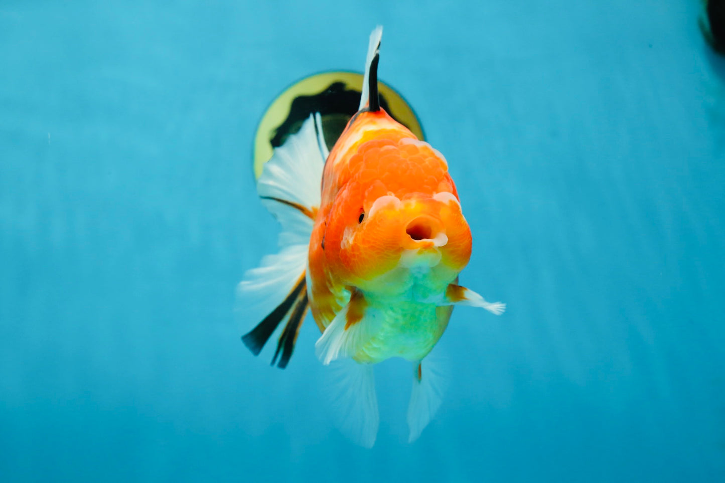 A Grade Sakura Oranda Female 6-6.5 inches #060625OR_11