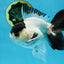 Panda Button Eyes Oranda Male 5-5.5 inches #112125OR_20