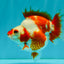 A Grade Red White Ryukin Female 4 inches #050126RK_03