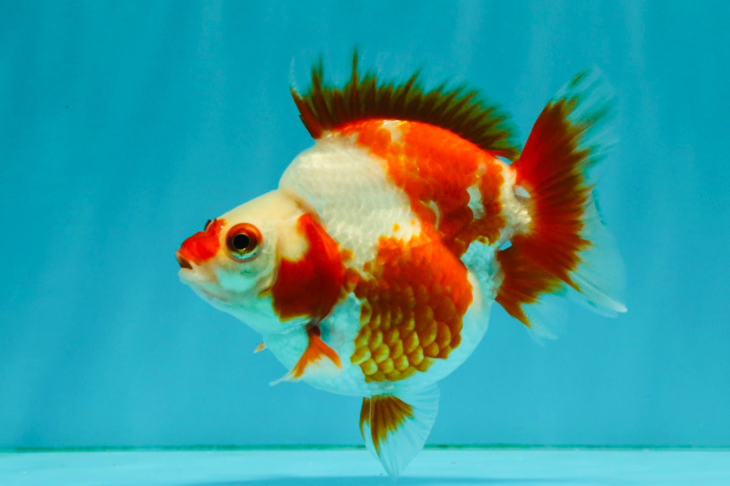 A Grade Red White Ryukin Female 4 inches #050126RK_03