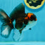 A Grade Tricolor Lava Head Oranda Male 5-5.5 inches #120624OR_03