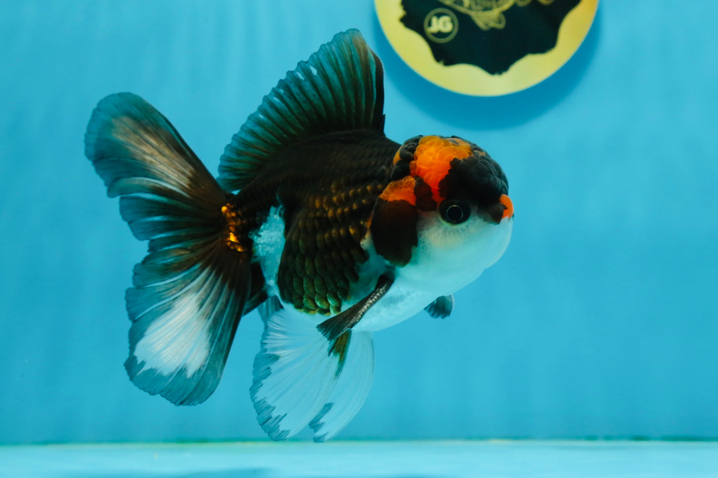 A Grade Tricolor Lava Head Oranda Male 5-5.5 inches #120624OR_03