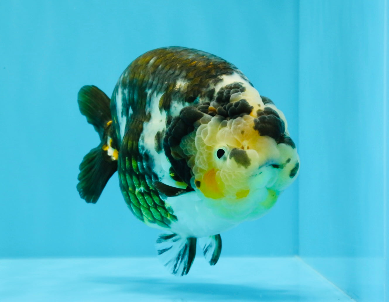 A Grade Ink Chinese Ranchu Male 5.5 inches #022026RC_19