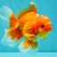 AAA Grade Red White Oranda Male 5.5 inches #080726OR_10