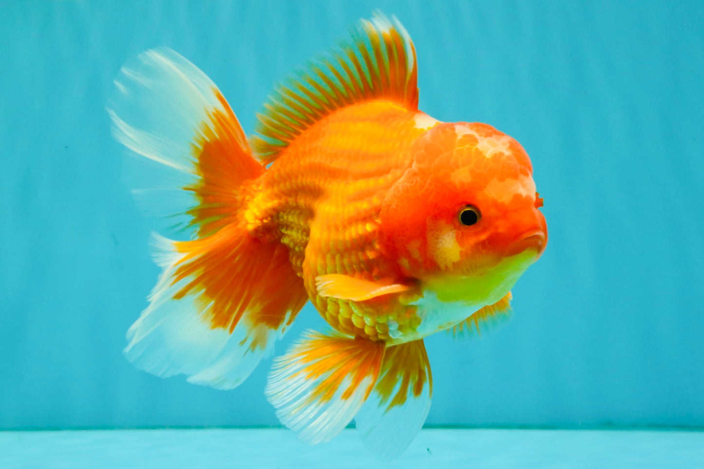 AAA Grade Red White Oranda Male 5.5 inches #080726OR_10