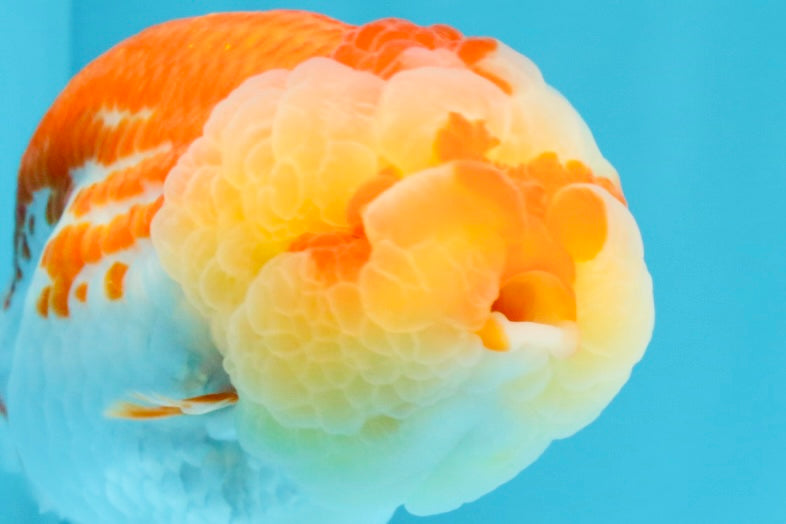 FLUFFY WEN AAA Grade Red White LionQueen 4-4.5 inches #022026LC_14