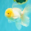 A Grade White Oranda Male 5.5 inches #101626OR_09