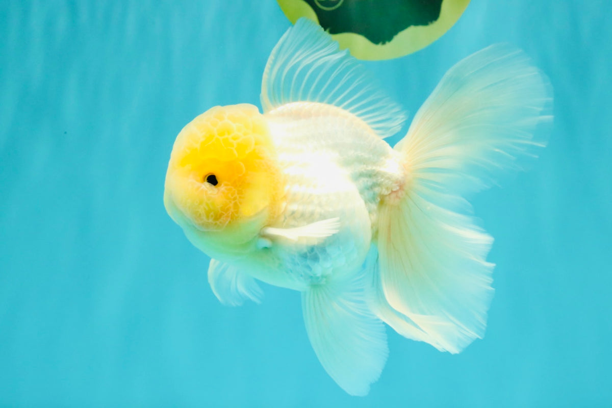 A Grade White Oranda Male 5.5 inches #101626OR_09