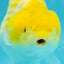 Lemon Neon Ranchu Female 6 inches #0112RC_09