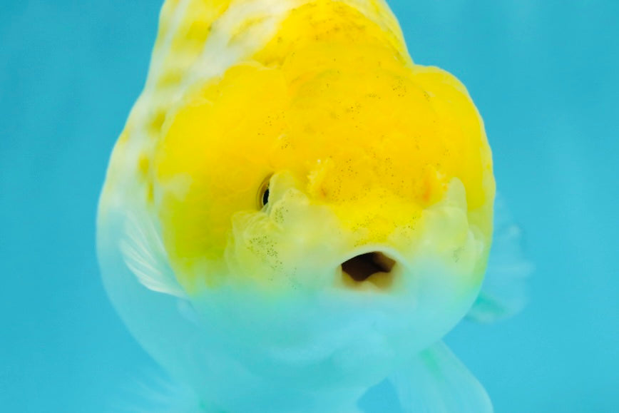 Lemon Neon Ranchu Female 6 inches #0112RC_09