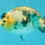 Chinese Milk Cow Ranchu Female 5.5-6 inches #031326RC_13