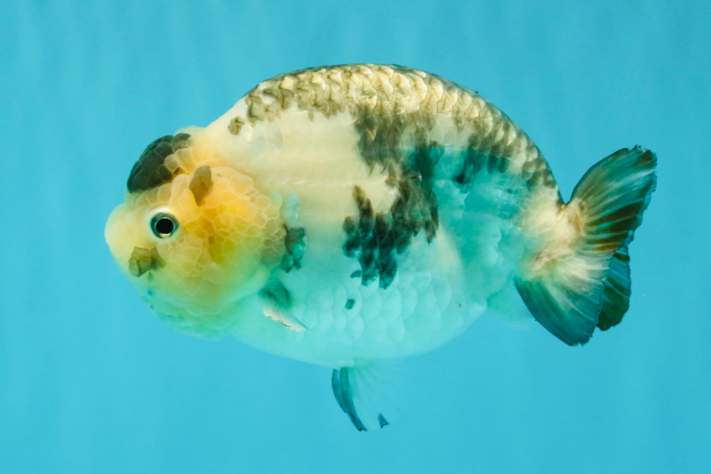 Chinese Milk Cow Ranchu Female 5.5-6 inches #031326RC_13