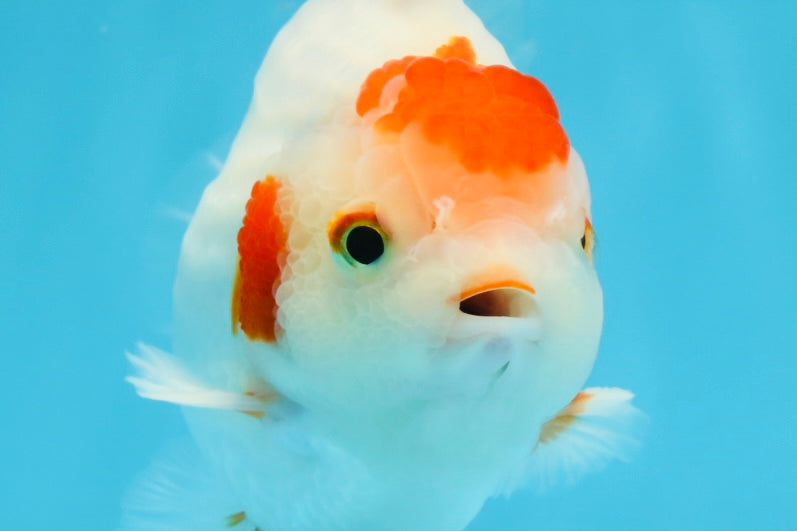 AAA Grade Red White Yuanbao Male 5 inches #100325YB_02